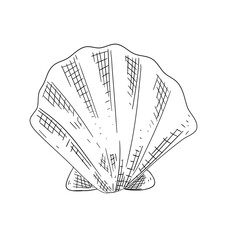 sea shell summer hand drawn