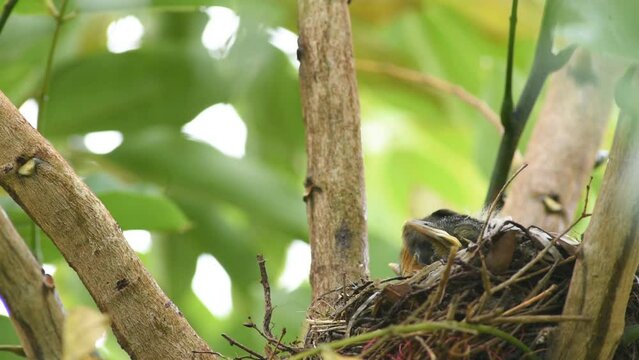 Rufous-bellied thrush baby bird stretching and growing in the nest