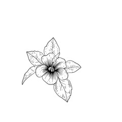 tropical flower hand drawn
