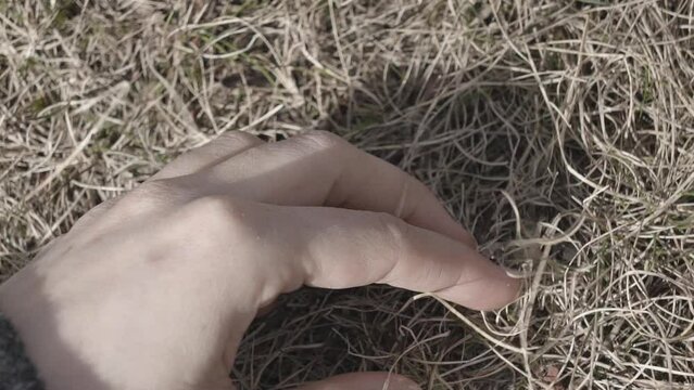 Close-up of a woman's hand sensually touching grass (slow motion)