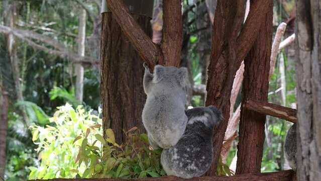 Adorable koala animals showcasing their agility as they jump and climb on a tree