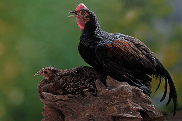 A pair of green Javanese junglefowl preparing to mate on a dry tree trunk. This beautiful colored...