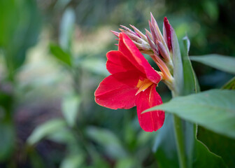Fototapeta premium red canna flower | tasbih flower | Canna indica