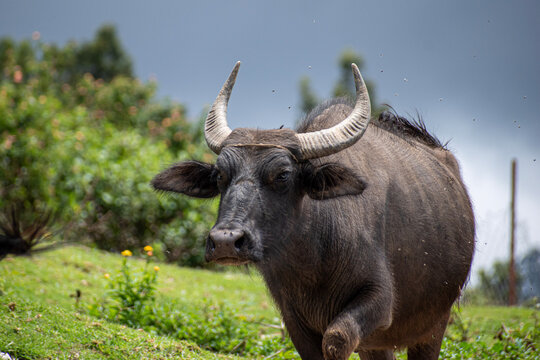 A picture of an Indian water buffallo walking in a cloudy day