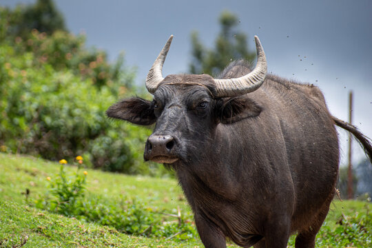 A picture of an Indian water buffallo walking in a cloudy day