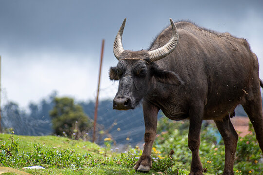 A picture of an Indian water buffallo walking in a cloudy day