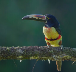 side view of a collared aracari perched on a tree branch  in costa rica