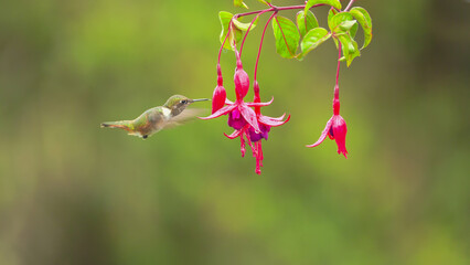 Fototapeta premium a female volcano hummingbird feeding on fuchsia flowers in costa rica