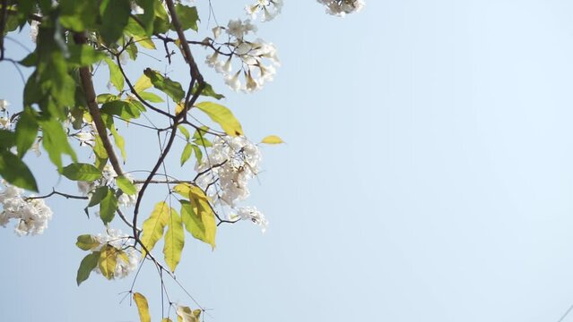 White ipe flower or lapacho blanco (Tabebuia roseo-alba) blooming on the street of Salatiga, Indonesia.