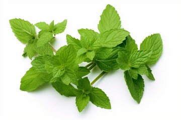 A white background displaying fresh kitchen herb, mint, for food photography. Generative AI