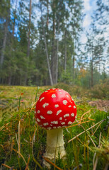 The Fly Agaric - Amanita muscaria