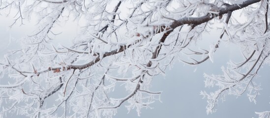 Montreal s icy storm leaves tree branches frozen