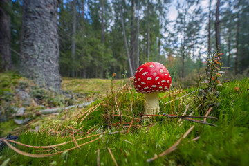 The Fly Agaric - Amanita muscaria