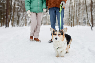 Adorable corgi dog walking on leash in winter park - obrazy, fototapety, plakaty