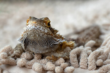 Portrait of a  bearded dragon