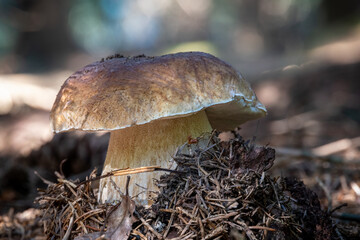 Beautiful edible penny bun mushroom in spruce needles
