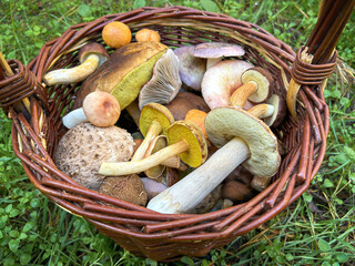 Wicker basket with colorful edible autumn mushrooms laid in grass