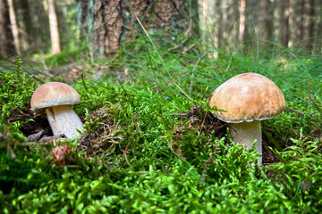 Two boletus edulis mushrooms in mossy and sunny forest
