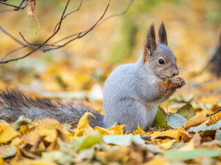 Autumn squirrel with nut sits on green grass with fallen yellow leaves