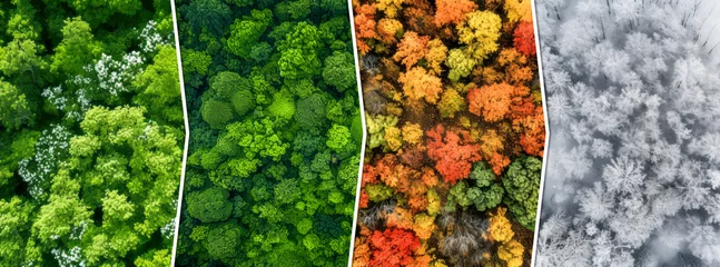 Foto op Plexiglas Top view of forest in four seasons - arrow banner collage © Jaroslav Machacek