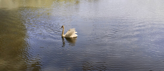 Beautiful white swan floating on the lake. Made on a mobile phone.	