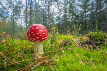 The Fly Agaric - Amanita muscaria