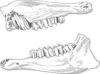 Naklejka premium hand drawn illustration of a goat skeleton