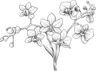 orchid flower hand drawn sketch illustration