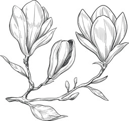 magnolia flower hand drawn sketch illustration