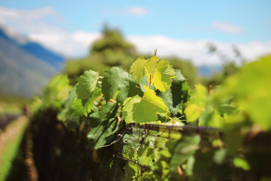Closeup Green Vineyards in Summer with Mountain View