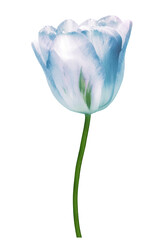 Light  blue  flower tulip   on white isolated background.   For design. Closeup.     Transparent...