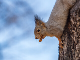 Squirrel sitting upside down on a tree trunk. The squirrel hangs upside down on a tree against colorful blurred background. Close-up.