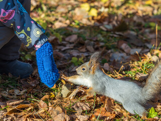 Girl feeds a squirrel with nuts in an autumn park.