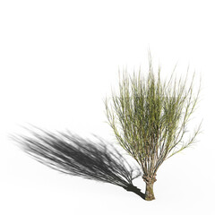 tree with a shadow under it, isolated on white background, 3D illustration, cg render