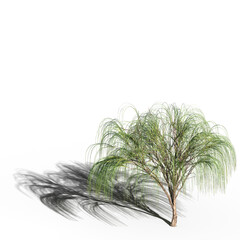 tree with a shadow under it, isolated on white background, 3D illustration, cg render