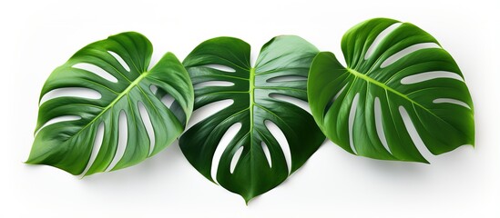 Monstera Deliciosa big leaf plant for air purification white background