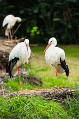 zwei Störche auf einer Wiese