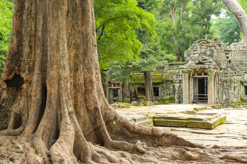 Panorama of ancient stone door and tree roots, Ta Prohm temple ruins, Cambodia