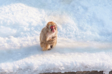 Monkey soaking in hot spring, Hakodate Tropical Botanical Garden with Snow in winter Season. landmark and popular for attractions in Hokkaido, Japan. Travel and Vacation concept