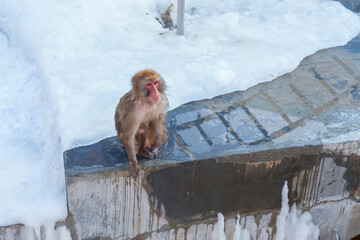 Monkey soaking in hot spring, Hakodate Tropical Botanical Garden with Snow in winter Season. landmark and popular for attractions in Hokkaido, Japan. Travel and Vacation concept - obrazy, fototapety, plakaty