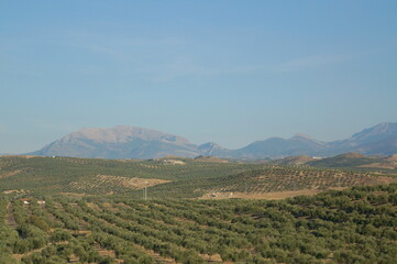 スペインのオリーブ畑