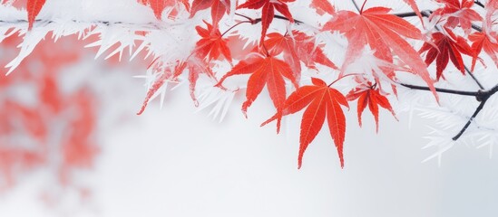 Winter ice and icicles on Japanese maple leaves