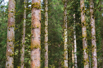 Pine Forest in Black Forest, Schwarzwald, Germany