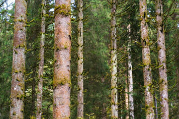 Obraz premium Pine Forest in Black Forest, Schwarzwald, Germany