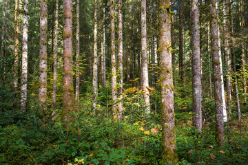 Pine Forest in Black Forest, Schwarzwald, Germany