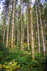 Fototapeta premium Pine Forest in Black Forest, Schwarzwald, Germany
