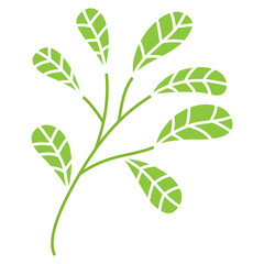 green leaves isolated on white background