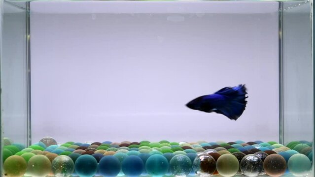 Betta fish Fancy Blue Devil Halfmoon long tail from Thailand, Siamese fighting fish on isolated Grey background.