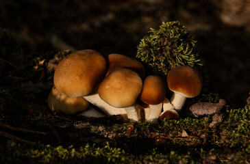 mushrooms in the forest