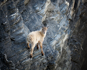 Bouquetin juvénile se déplaçant en falaise, Hautes Alpes, France
